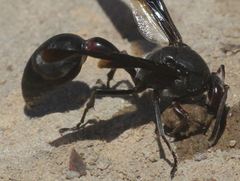 Delta emarginatum