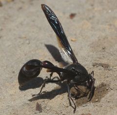 Delta emarginatum