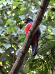 Trogon melanurus