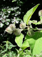 Arctium nemorosum
