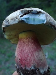 Caloboletus rubripes