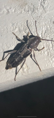 Xylotrechus sagittatus