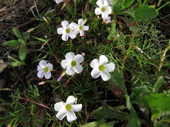 Oxalis pusilla