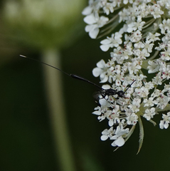 Gasteruption jaculator