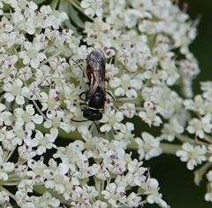 Hylaeus variegatus