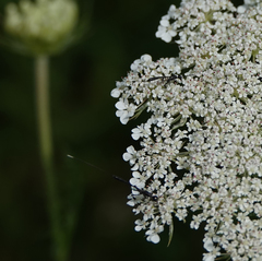 Gasteruption jaculator