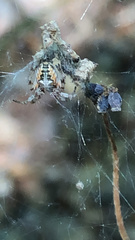 Metepeira labyrinthea