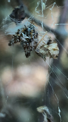 Metepeira labyrinthea