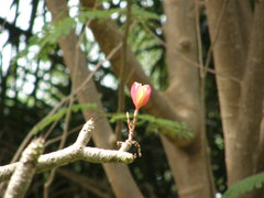 Bombax ceiba