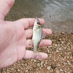 Morone mississippiensis