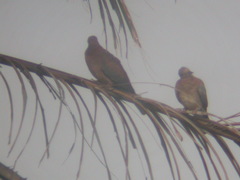 Streptopelia senegalensis