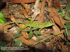 Anolis biporcatus