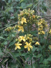 Hypericum tetrapterum