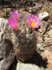 Escobaria alversonii