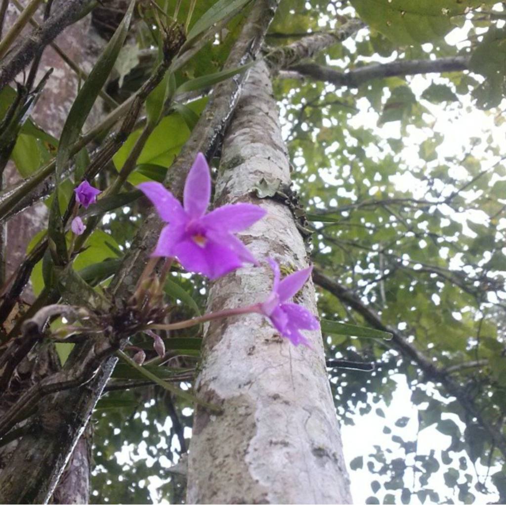 Dimerandra rimbachii