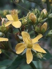Hypericum tetrapterum