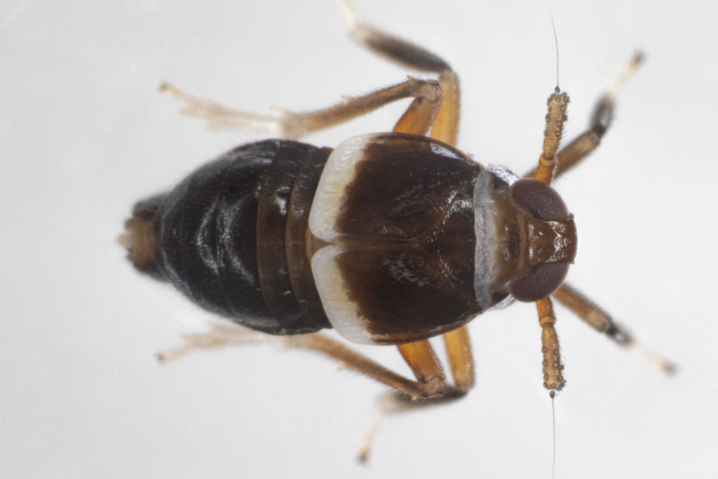 Pissonotus basalis