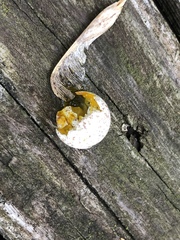 Pheucticus melanocephalus