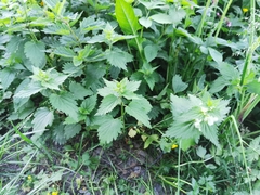 Lamium album