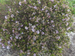 Agathosma ciliaris