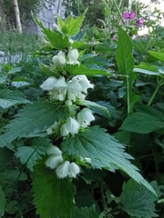 Lamium album
