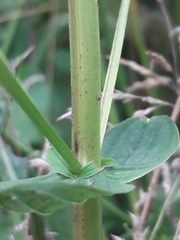 Hypericum tetrapterum