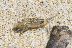 Megalorchestia pugettensis