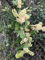 Prunus ilicifolia ilicifolia