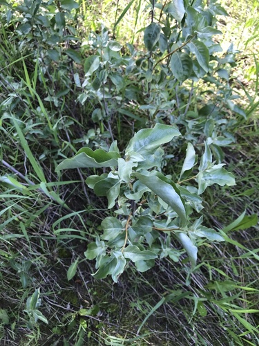 iNaturalist observation 2020-07-01