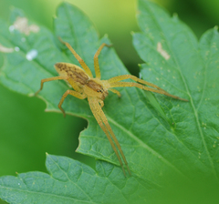 Dolomedes sulfureus