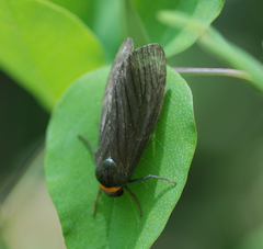 Macrobrochis staudingeri