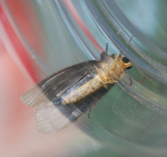 Macrobrochis staudingeri