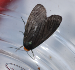 Macrobrochis staudingeri