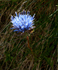Jasione laevis