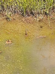 Erythemis simplicicollis