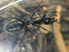 Camponotus laevissimus