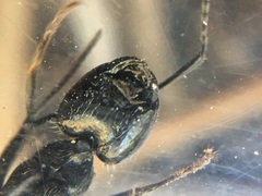 Camponotus laevissimus