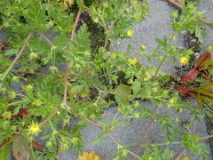 Potentilla supina