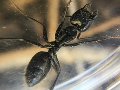 Camponotus laevissimus