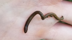 Aporrectodea caliginosa