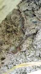 Aporrectodea caliginosa