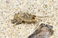 Megalorchestia pugettensis