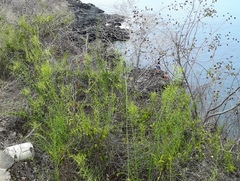 Scutia spicata pauciflora