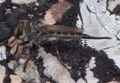 Efferia nemoralis