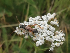 Stenopterus flavicornis