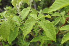 Rubus floribundus