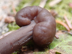 Cudonia monticola