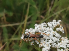 Stenopterus flavicornis