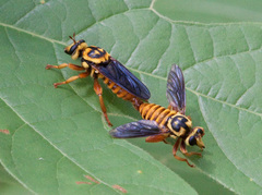 Laphria saffrana