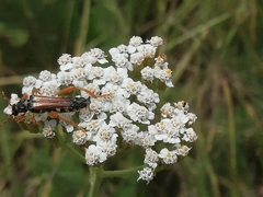 Stenopterus flavicornis